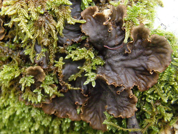 štítnatec Peltigera sp.