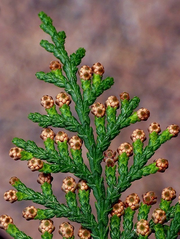 tuja východná Platycladus orientalis  (L.) Franco