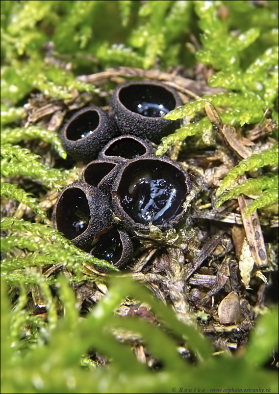 misôčka černastá Pseudoplectania nigrella (Pers.) Fuckel