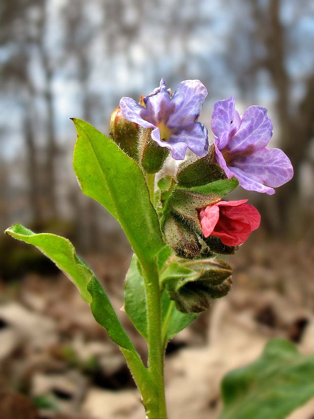 pľúcnik Pulmonaria sp.