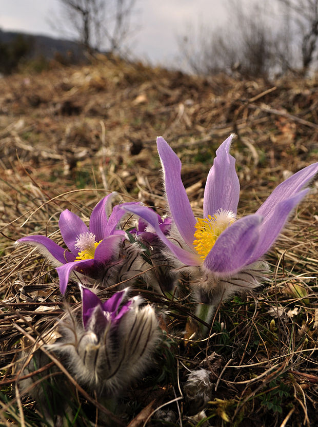 poniklec veľkokvetý Pulsatilla grandis Wender.