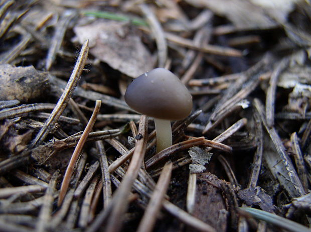 peniazočka smreková Strobilurus esculentus (Wulfen) Singer