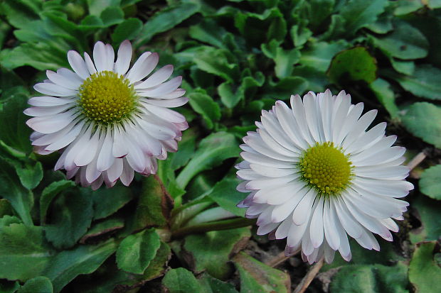 sedmokráska obyčajná Bellis perennis L.