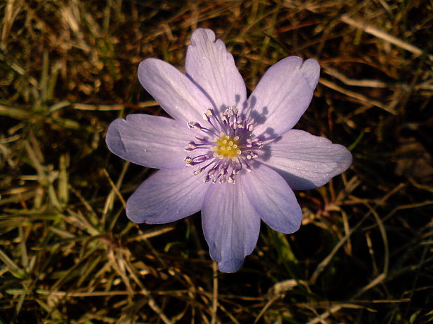 pečeňovník trojlaločný Hepatica nobilis Schreb.