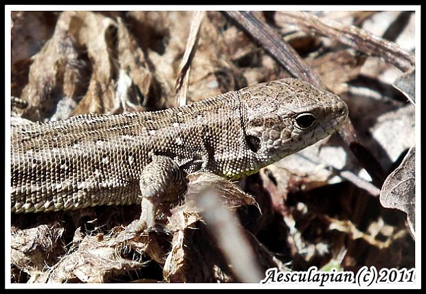 jašterica krátkohlavá Lacerta agilis