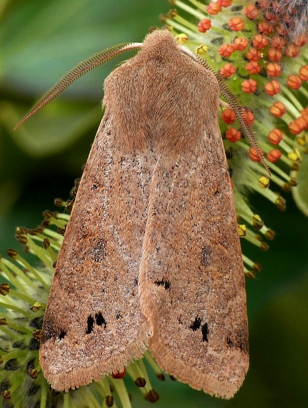 mora hájová Orthosia munda Denis & Schiffermüller, 1775