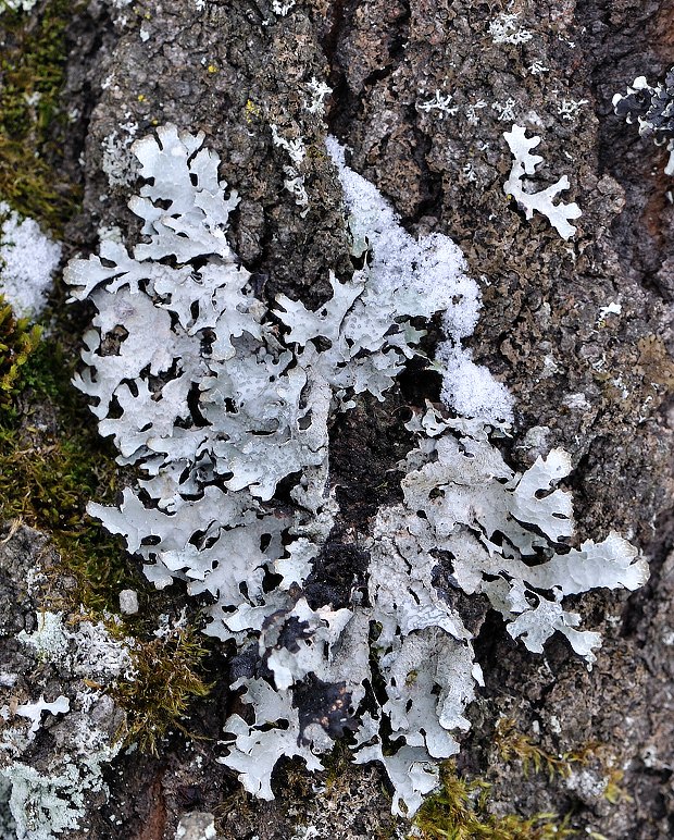 diskovka ryhovaná Parmelia sulcata Taylor