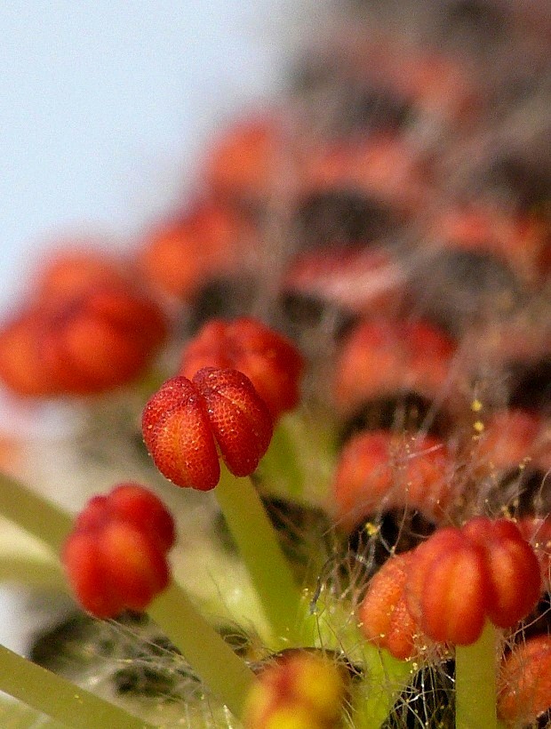 vŕba purpurová Salix purpurea L.