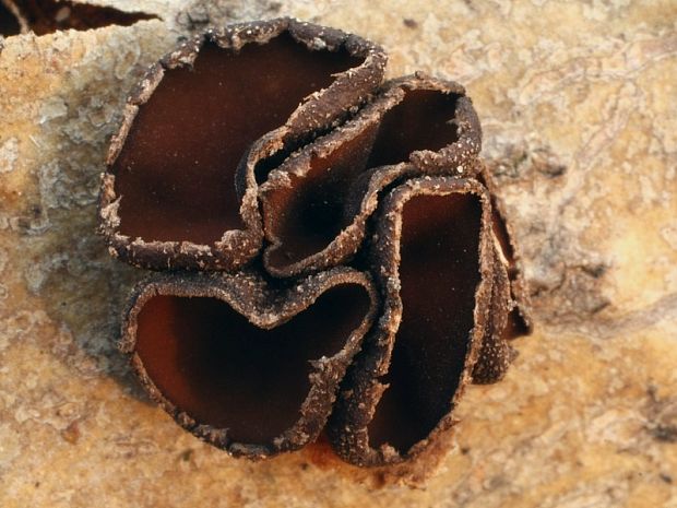 dutinovka lužná Sclerencoelia fascicularis (Alb. & Schwein.) P. Karst.