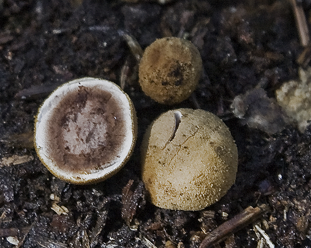 srnka obyčajná Elaphomyces granulatus Fr.