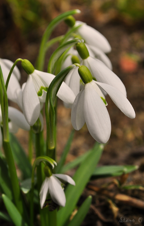 snežienka jarná Galanthus nivalis L.