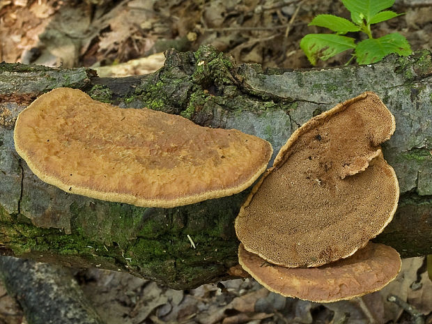 hlinovec červenkastý Hapalopilus rutilans (Pers.) Murrill