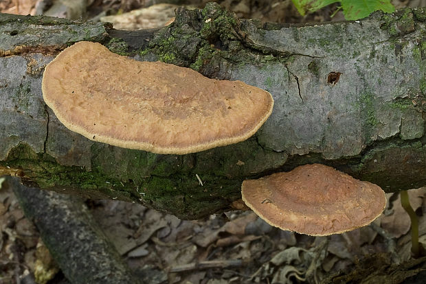 hlinovec červenkastý Hapalopilus rutilans (Pers.) Murrill