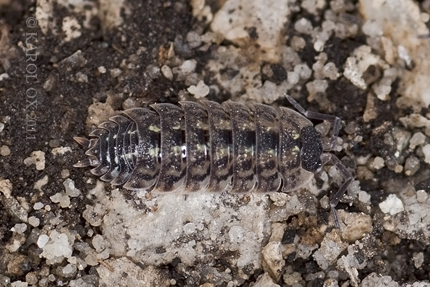 - Porcellio spinicornis