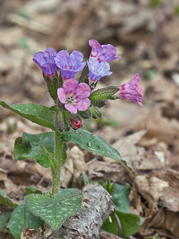 pľúcnik lekársky Pulmonaria officinalis L.