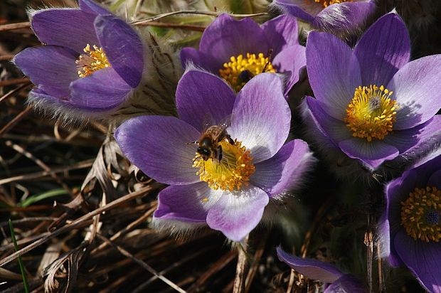 poniklec veľkokvetý Pulsatilla grandis Wender.