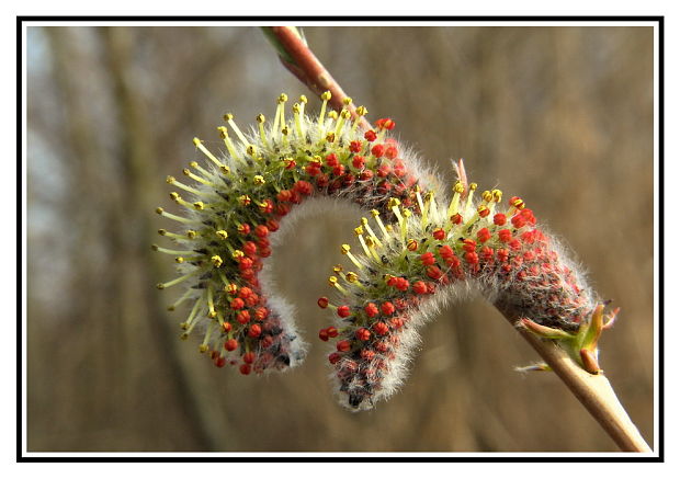 vŕba purpurová Salix purpurea L.