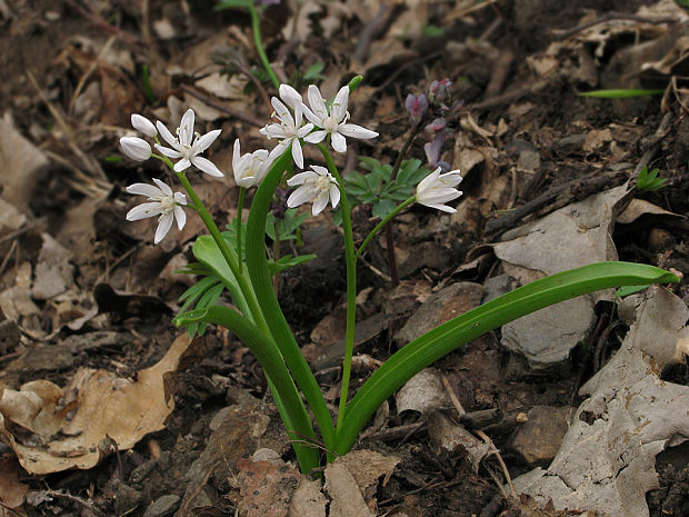 scila severná Scilla drunensis (Speta) Speta