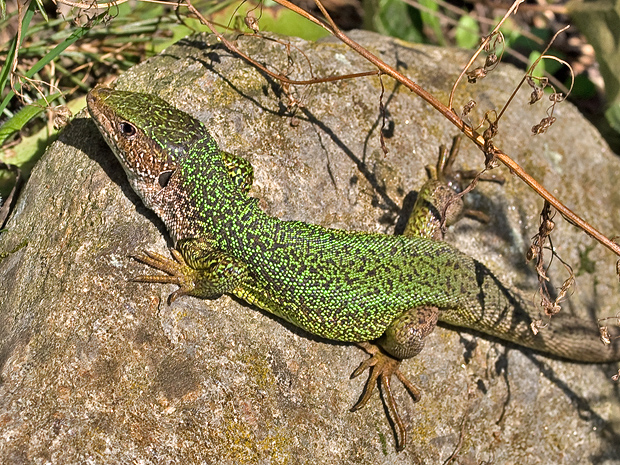 jašterica zelená  lacerta viridi