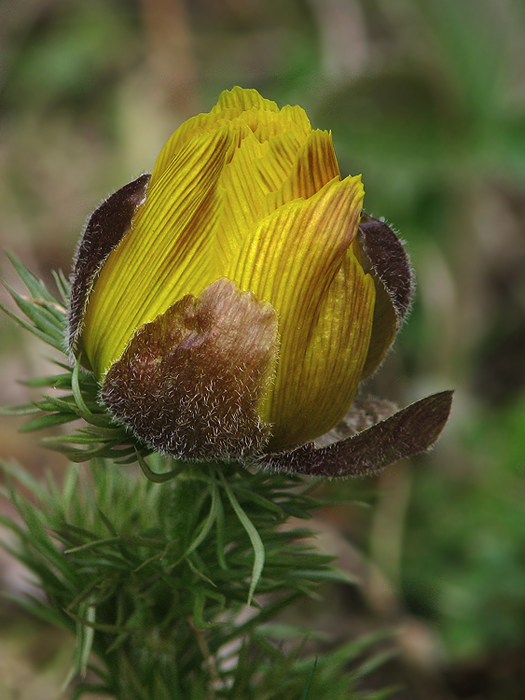 hlaváčik jarný Adonis vernalis L.