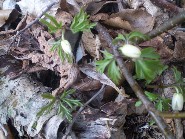 veternica hájna Anemone nemorosa L.