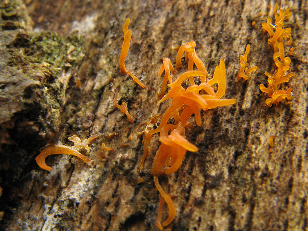 parôžkovec malý Calocera cornea (Fr.) Loud.