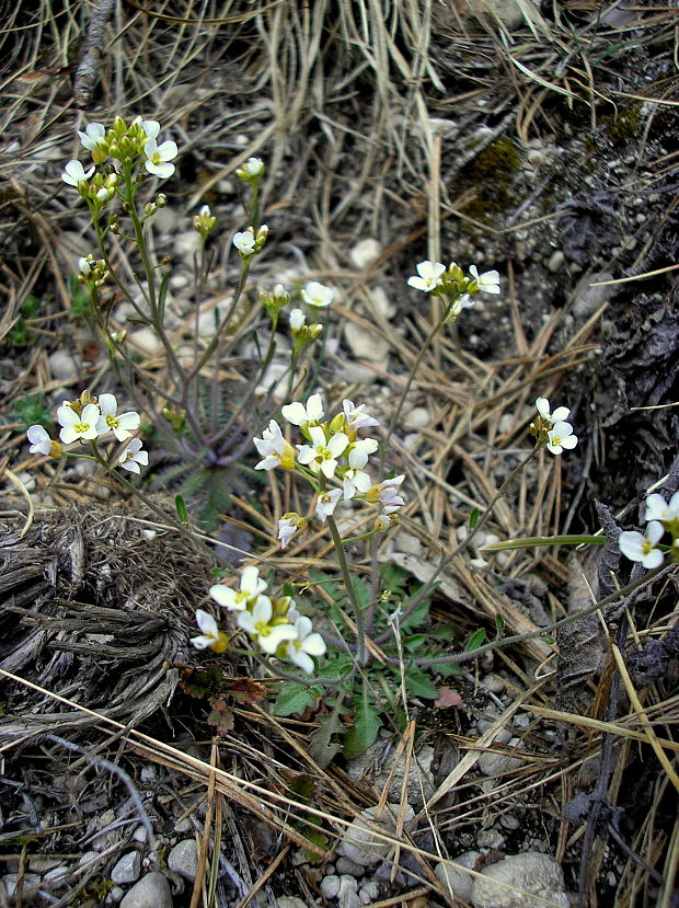 žerušničník piesočný Cardaminopsis arenosa (L.) Hayek