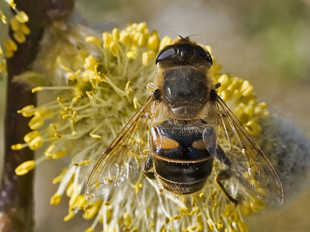 pestrica Eristalis sp.