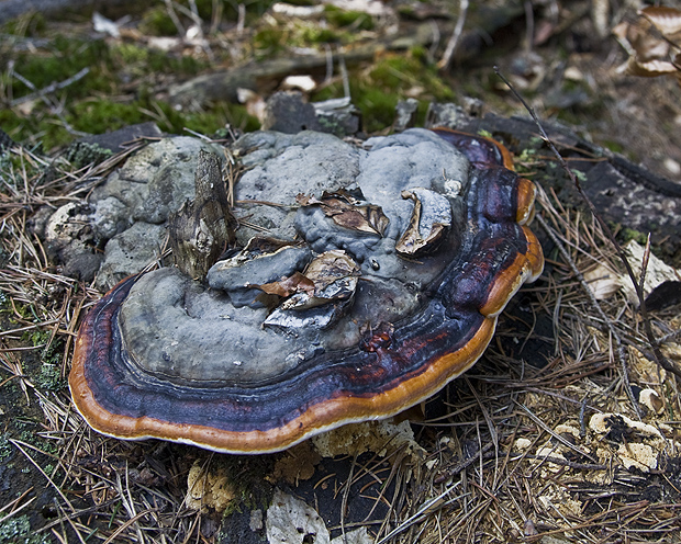 práchnovček pásikavý Fomitopsis pinicola (Sw.) P. Karst.