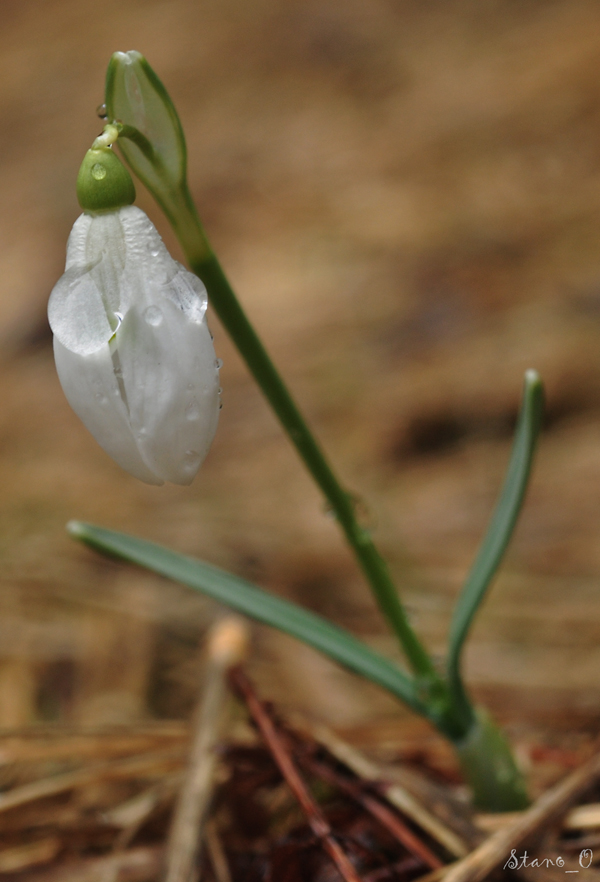 snežienka jarná Galanthus nivalis L.