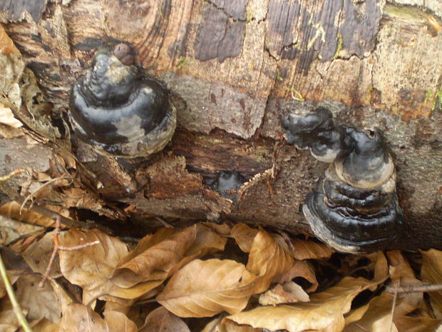 lesklokôrovka plochá Ganoderma applanatum (Pers.) Pat.