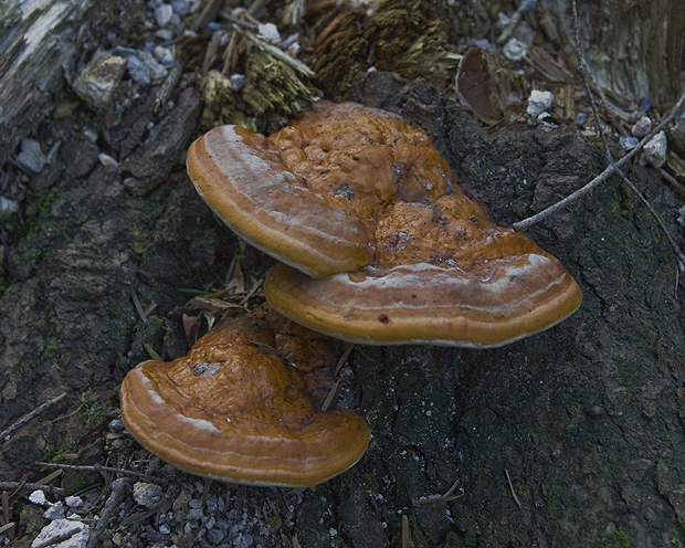 lesklokôrovka Ganoderma sp.