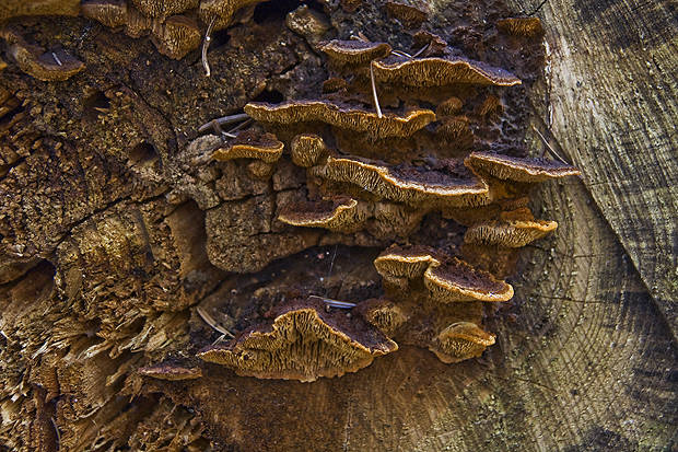 trámovka jedľová Gloeophyllum abietinum (Bull.) P. Karst.