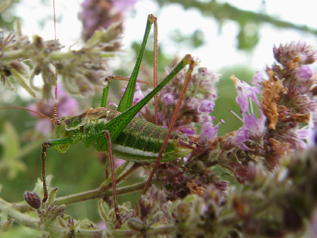 kobylka bielopása Leptophyes albovittata