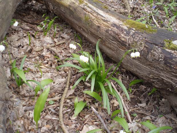 bleduľa jarná karpatská Leucojum vernum subsp. carpaticum (Spring) O. Schwarz