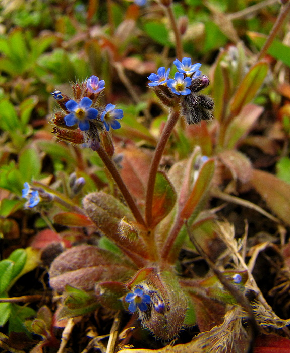 nezábudka drobnokvetá Myosotis stricta Link ex Roem. et Schult.