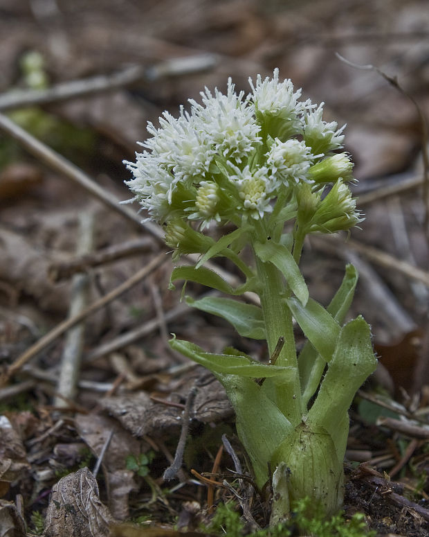 deväťsil biely Petasites albus (L.) P. Gaertn.