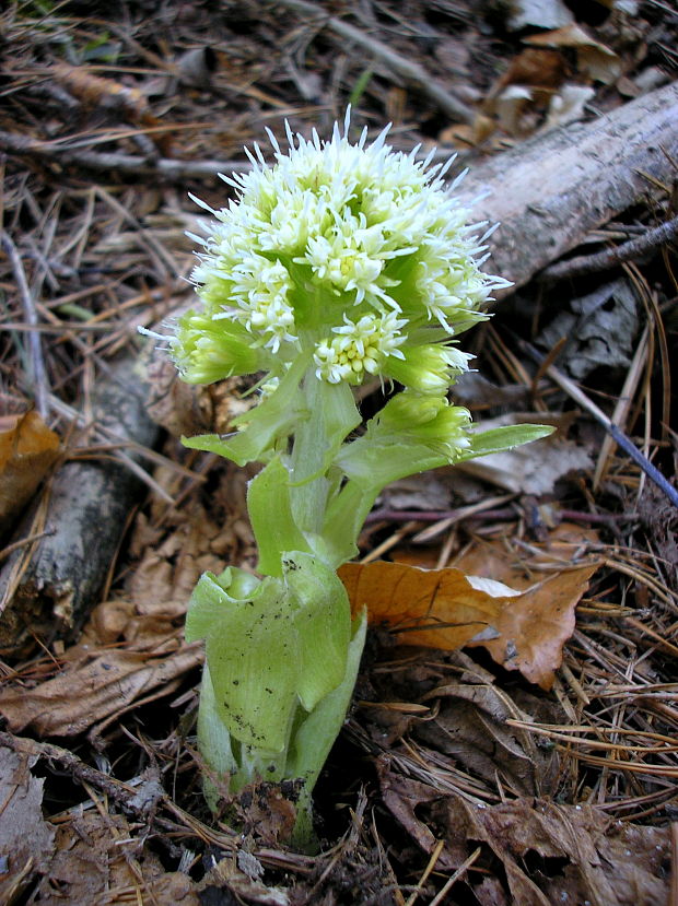 deväťsil biely Petasites albus (L.) P. Gaertn.