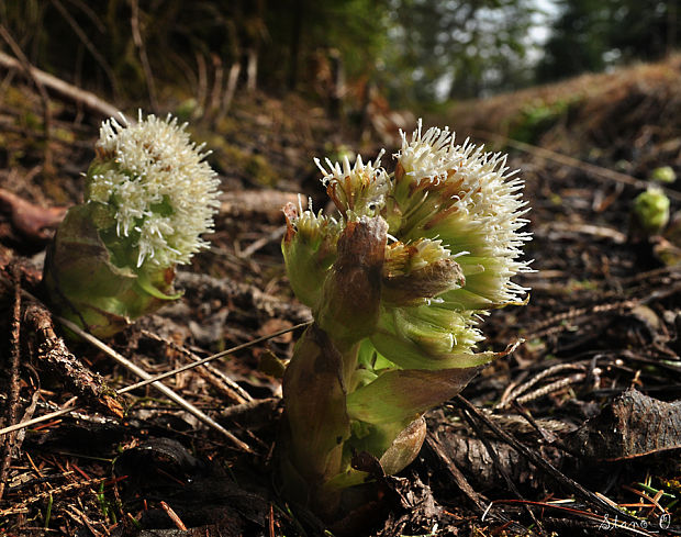 deväťsil biely Petasites albus (L.) P. Gaertn.