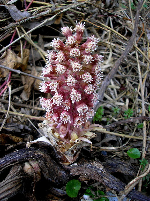 deväťsil lekársky Petasites hybridus (L.) P. Gaertn., B. Mey. et Scherb.