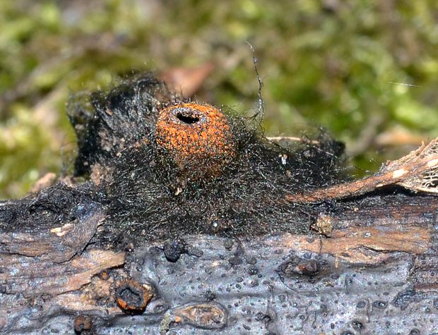 pakorienkovka čierna Plectania melastoma (Sowerby) Fuckel