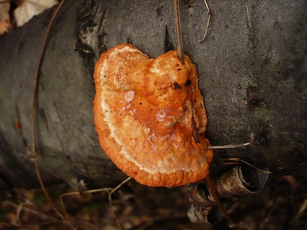 červenica rumelková Pycnoporus cinnabarinus (Jacq.) P. Karst.