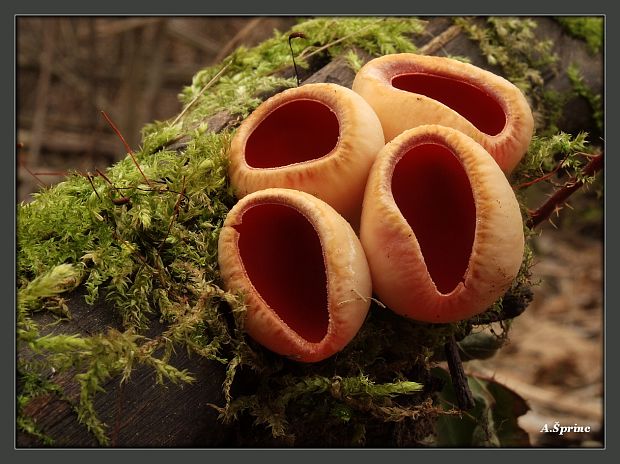 ohnivec šarlátový Sarcoscypha coccinea (Gray) Boud.