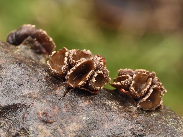 dutinovka lužná Sclerencoelia fascicularis (Alb. & Schwein.) P. Karst.