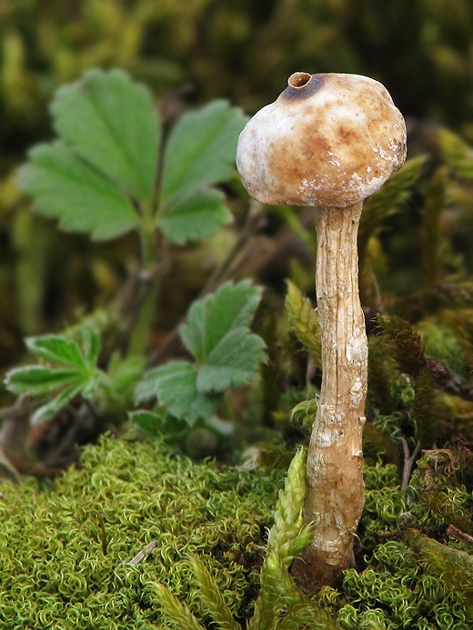 stopkovec zimný Tulostoma brumale Pers.