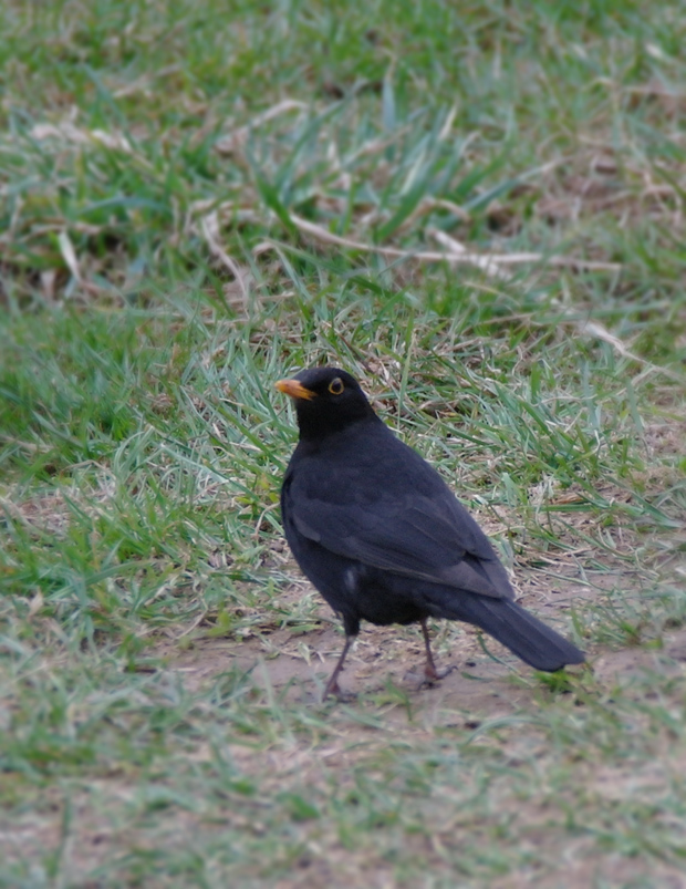 drozd čierny Turdus merula