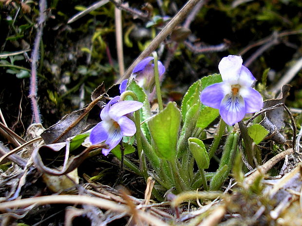 fialka srstnatá Viola hirta L.