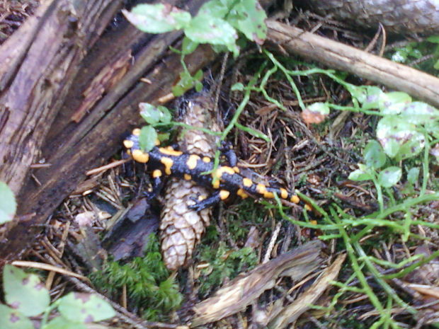 salamandra