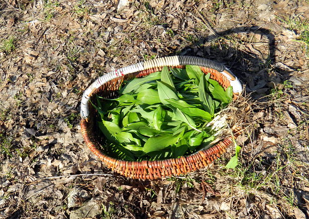 cesnak medvedí Allium ursinum L.