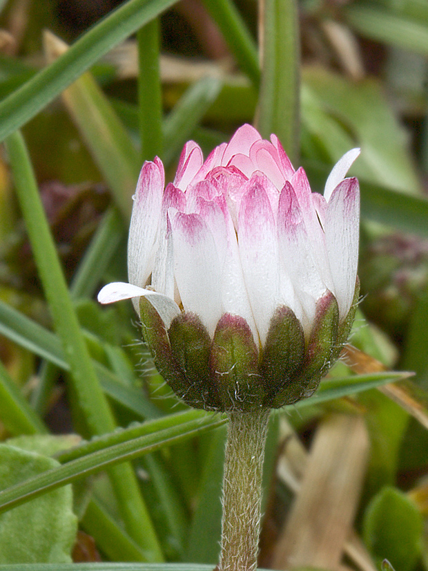 sedmokráska obyčajná Bellis perennis L.